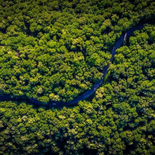 Positive news - COP26 offered hope for forests