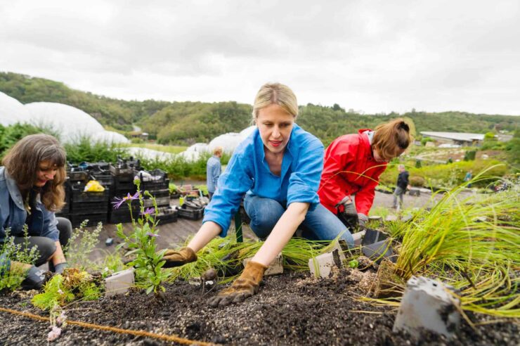 Image for Creating a buzz: living artwork for bees will bloom in Cornwall this summer