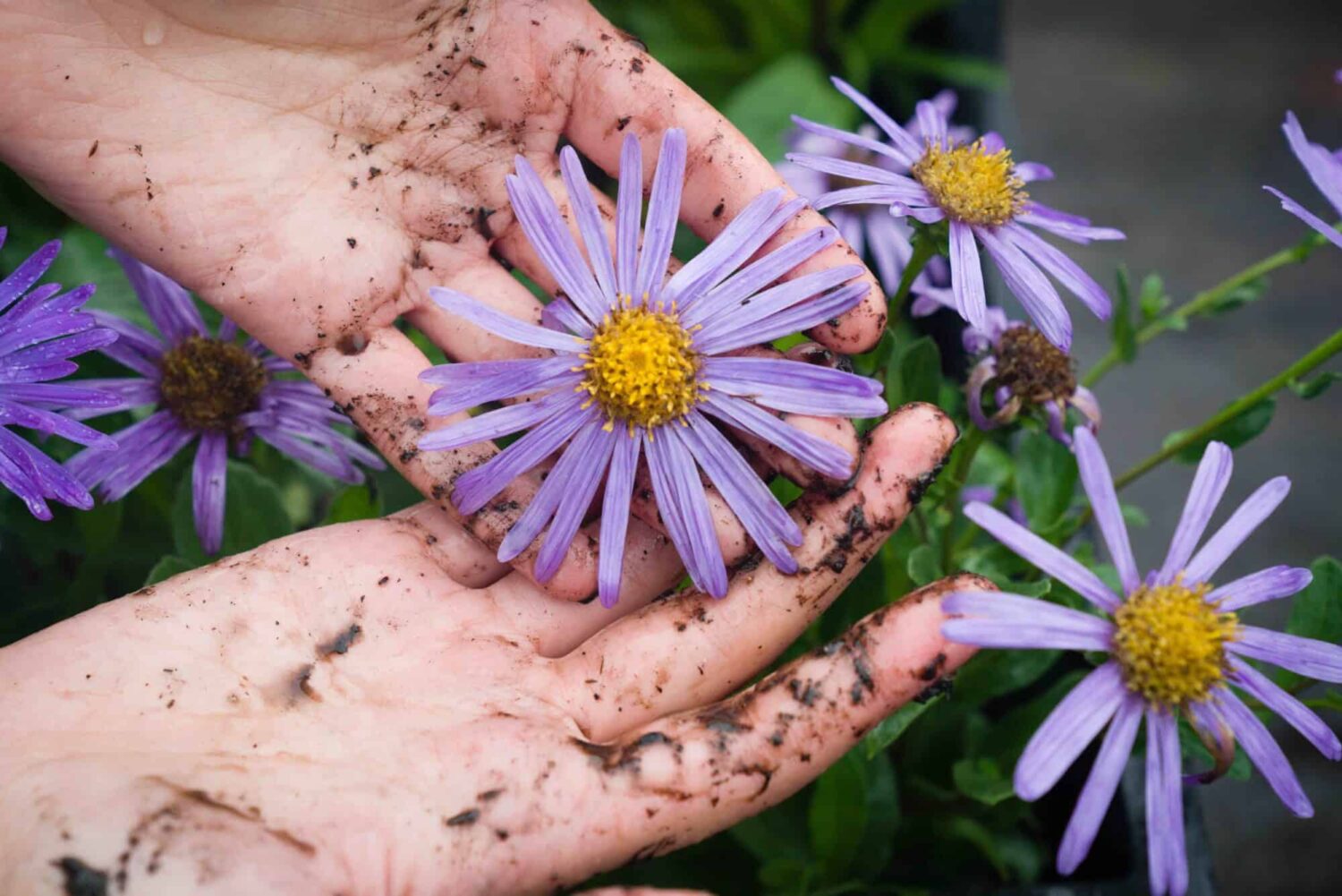 Hands holding a flower