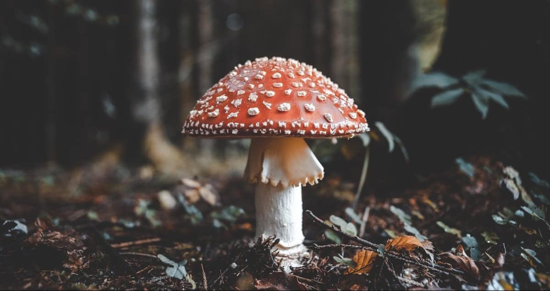 Image for What went right this week: the plan to save magical fungi, plus more positive news