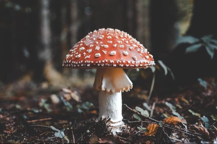 Image for What went right this week: the plan to save magical fungi, plus more positive news