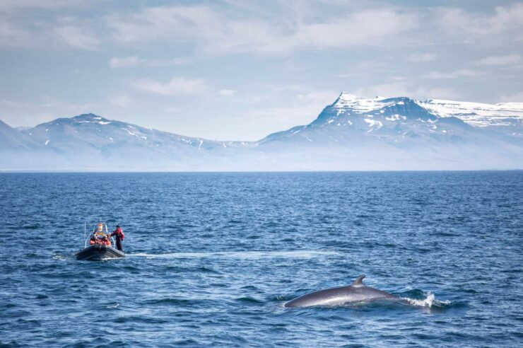 Image for What went right this week: Iceland to ban whaling, plus more positive news