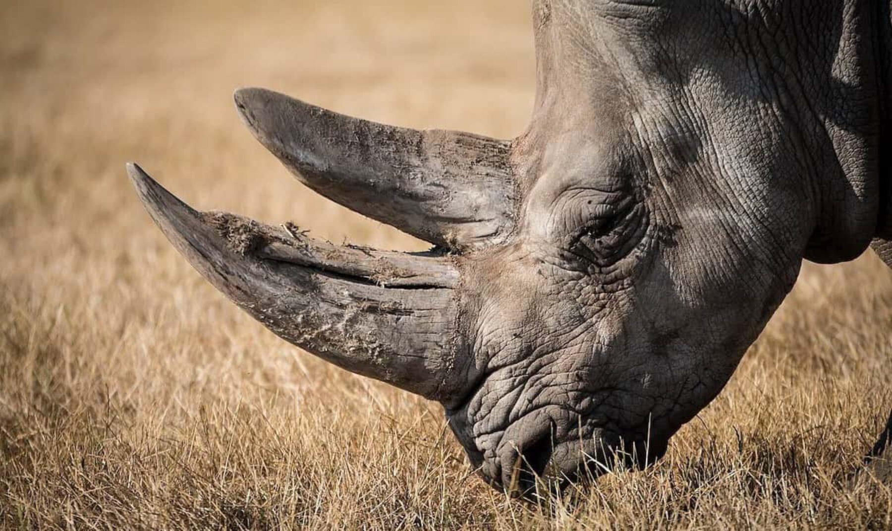 Image for What went right this week: a bold plan to save rhinos, plus more positive news