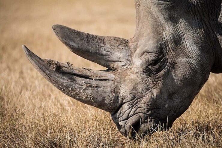 Image for What went right this week: a bold plan to save rhinos, plus more positive news