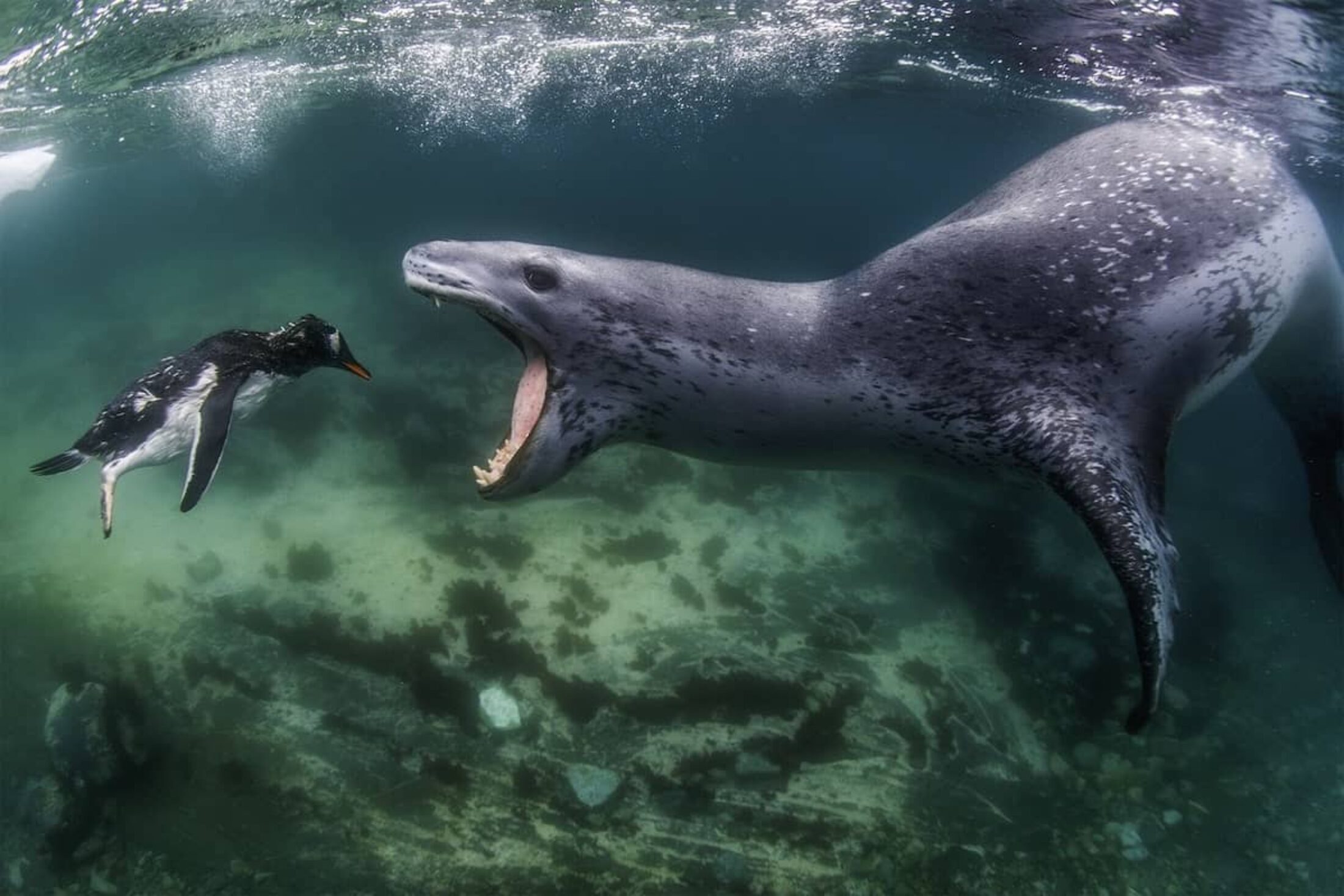 In pictures: winners of this year’s World Nature Photography Awards ...