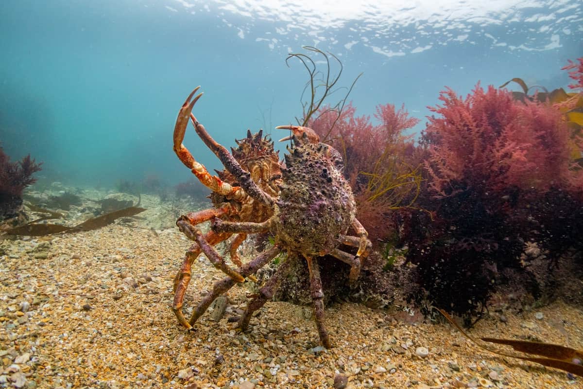 Gallery: underwater images celebrates the mystery lifestyle of United kingdom seas