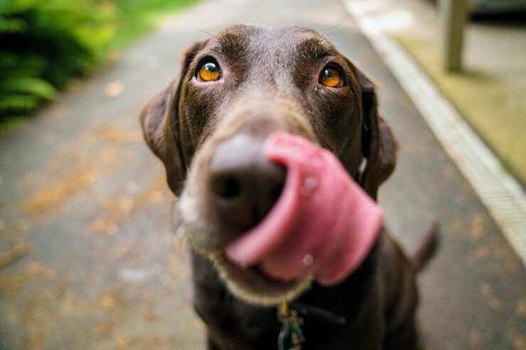 Image for Pets have large carbon paw prints. Lab-grown meat is about to change that