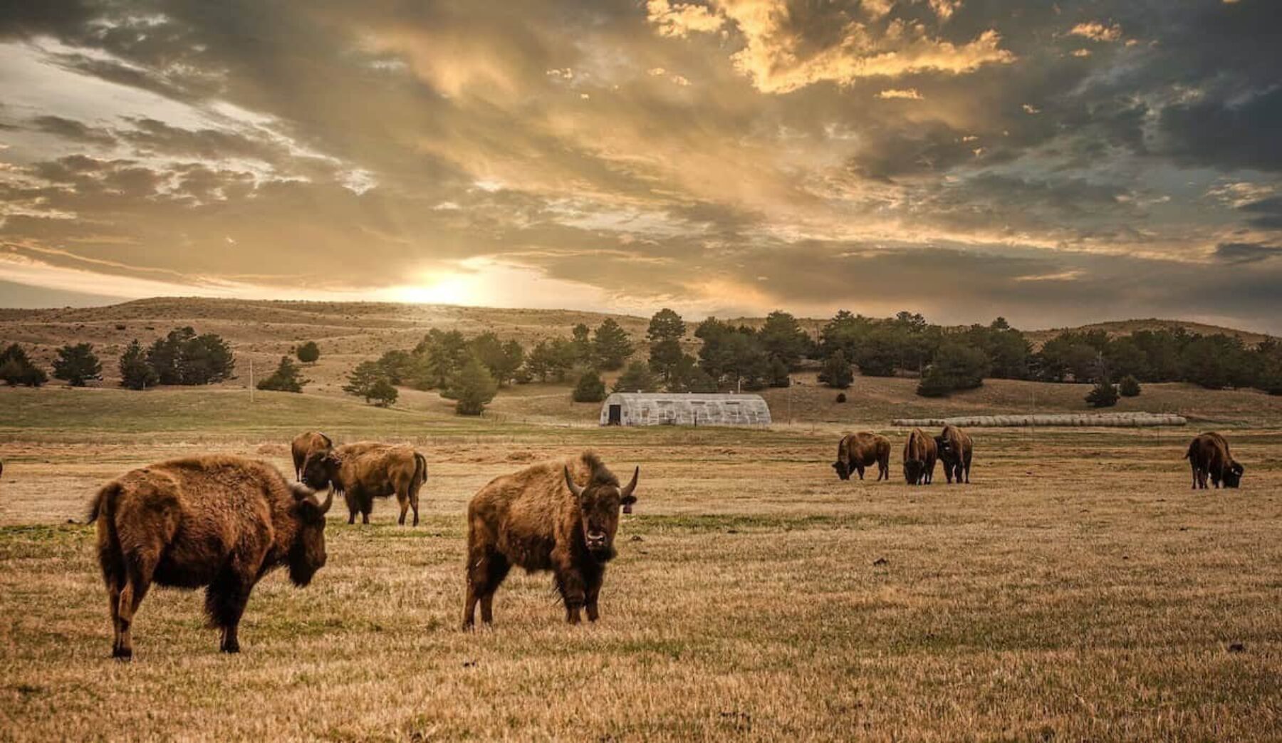 Image for The US tribe bringing buffalo back from the brink