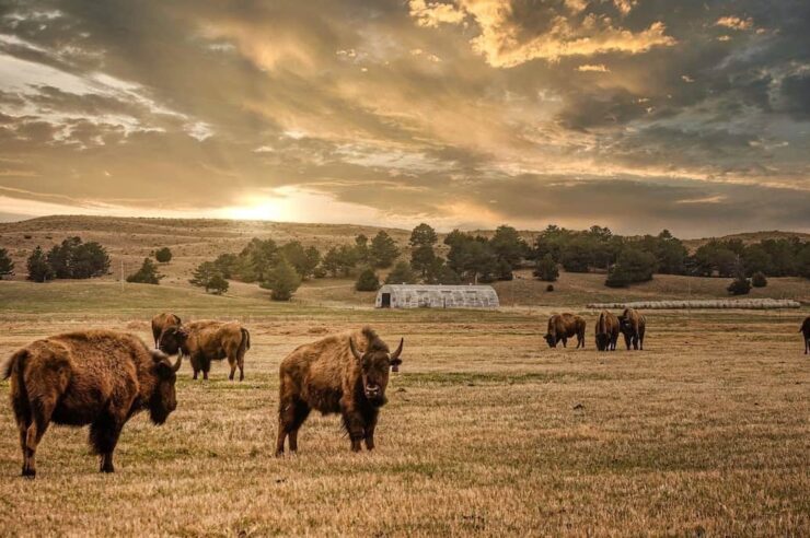 Image for The US tribe bringing buffalo back from the brink