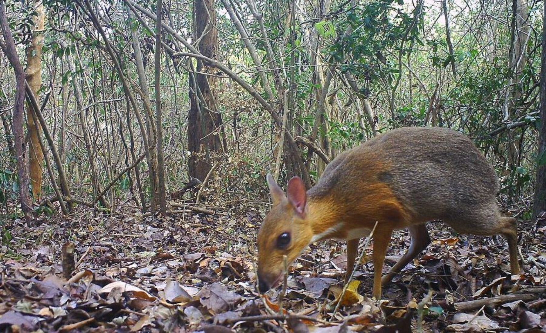 Image for ‘A powerful antidote to despair’: the project that tracks down lost species