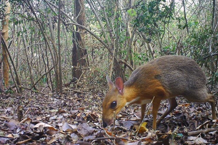 Image for ‘A powerful antidote to despair’: the project that tracks down lost species