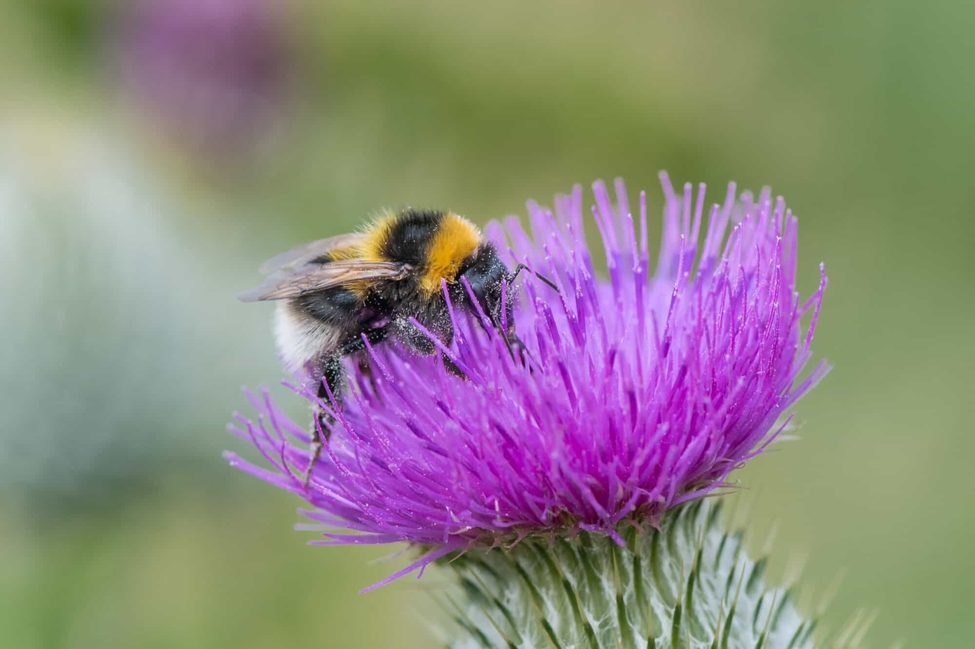 How to help bees and other pollinators: 10 things you can do - Positive.News