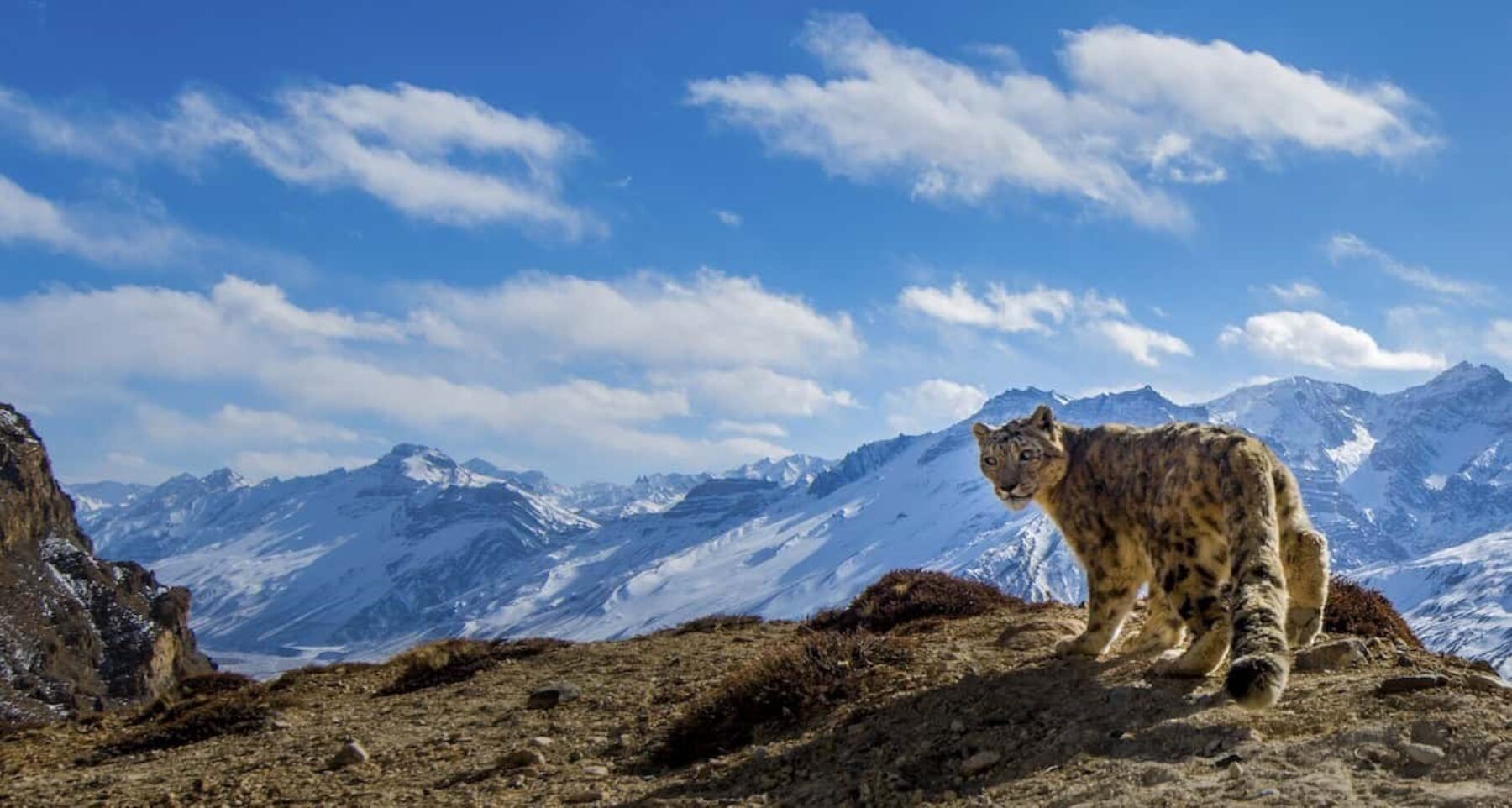 Image for What went right this week: saving the snow leopard, plus more positive news