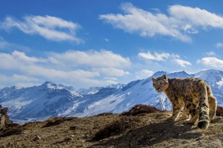 Image for What went right this week: saving the snow leopard, plus more positive news