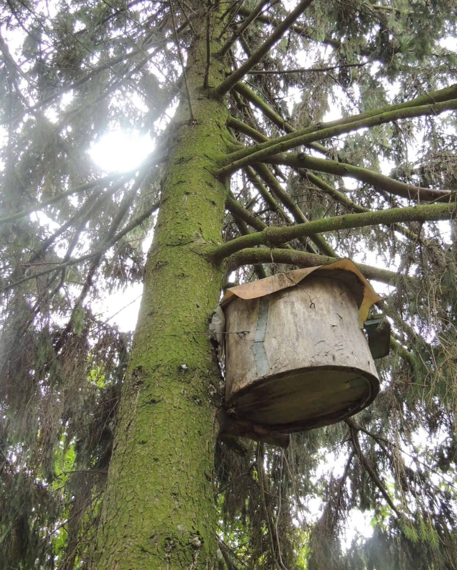 There will be honey': supporting Ukrainian beekeepers in a time of