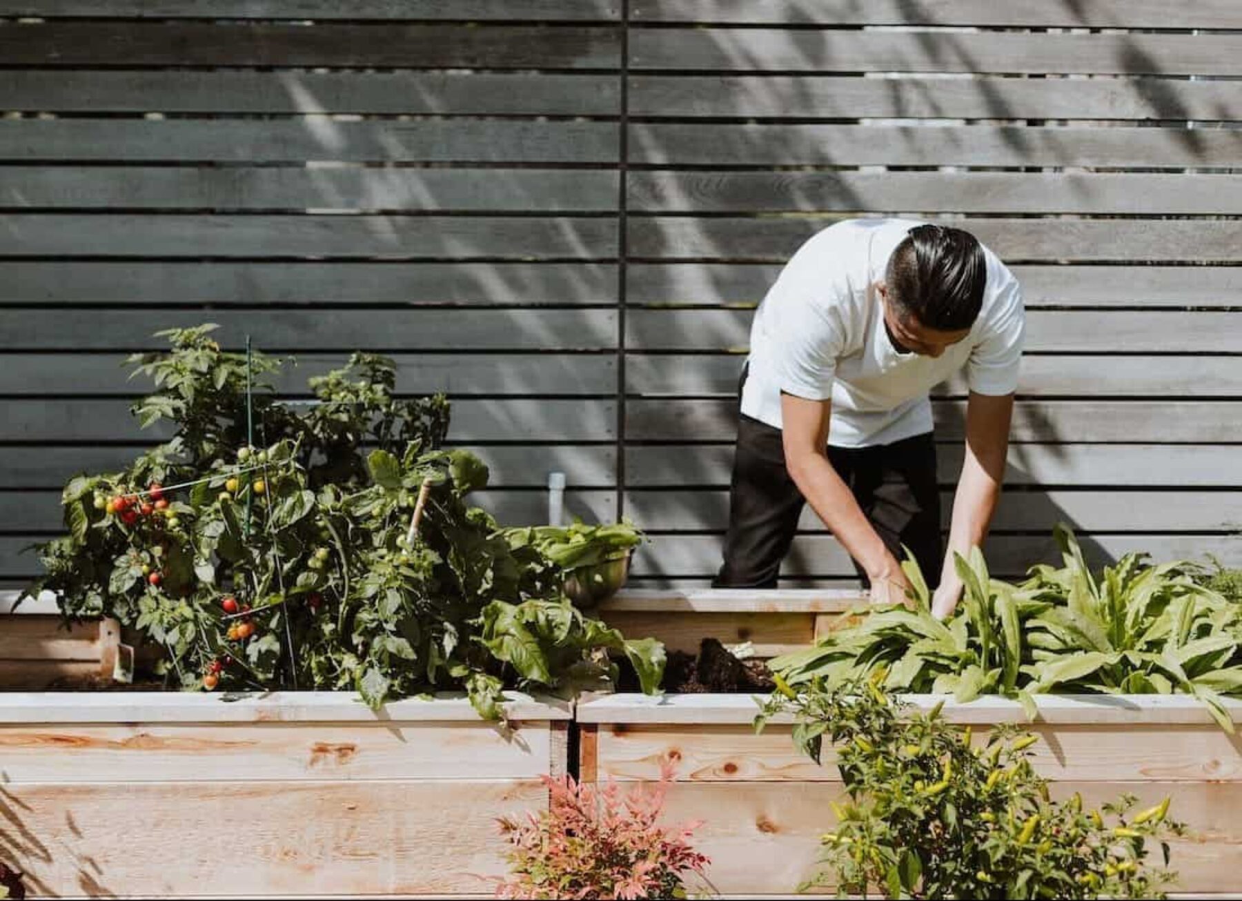 Image for What would happen if all unused public spaces in the UK became community farms?