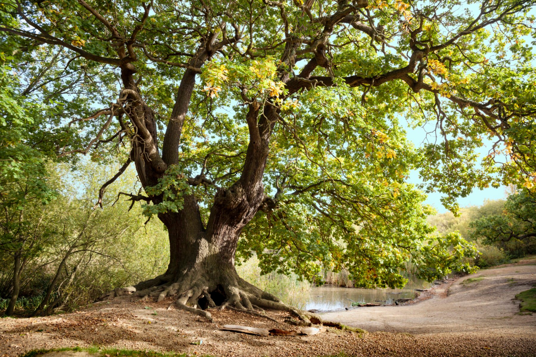 Image for ‘Like a map of buried treasure’: study reveals location of ancient trees