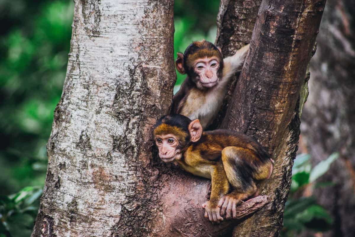 Fünf Möglichkeiten, die Abholzung in den Urwäldern zu stoppen