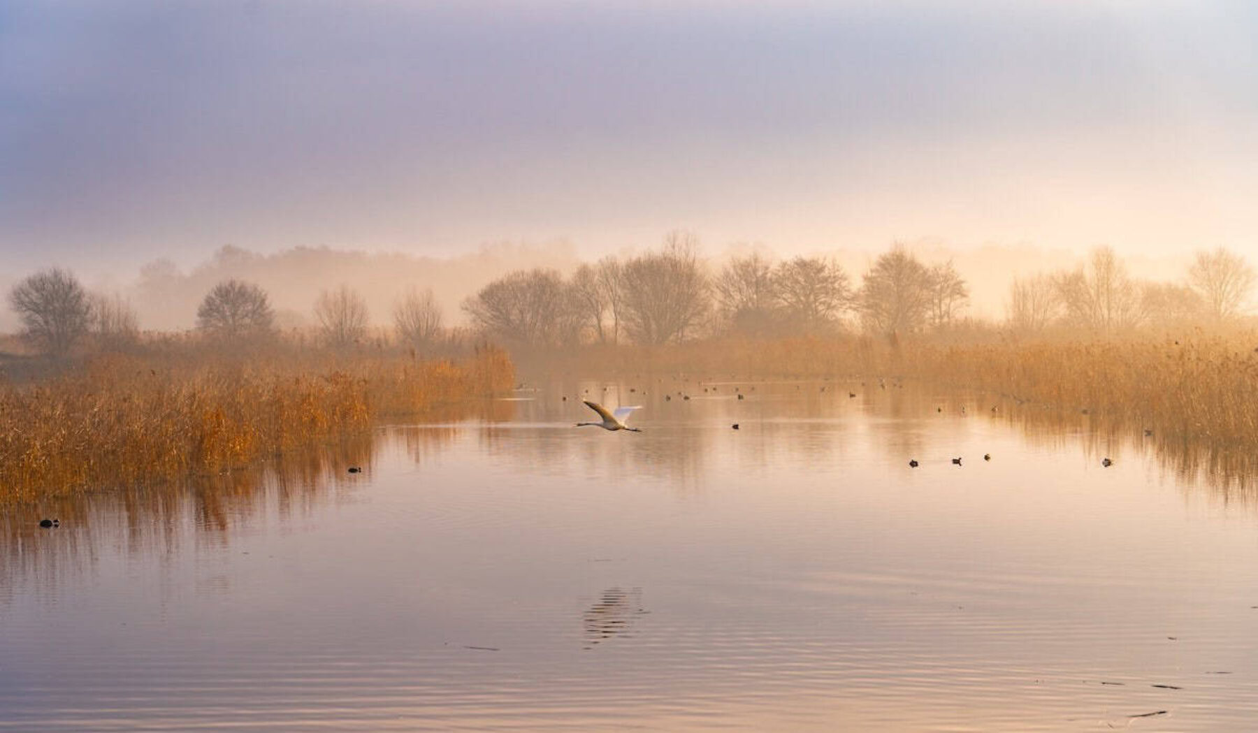 Image for Britain’s first wetland ‘super reserve’ – and why it’s so significant