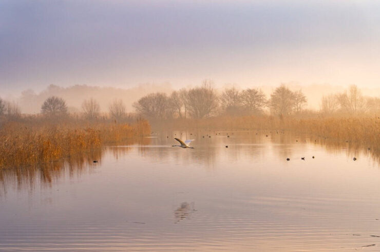 Image for Britain’s first wetland ‘super reserve’ – and why it’s so significant