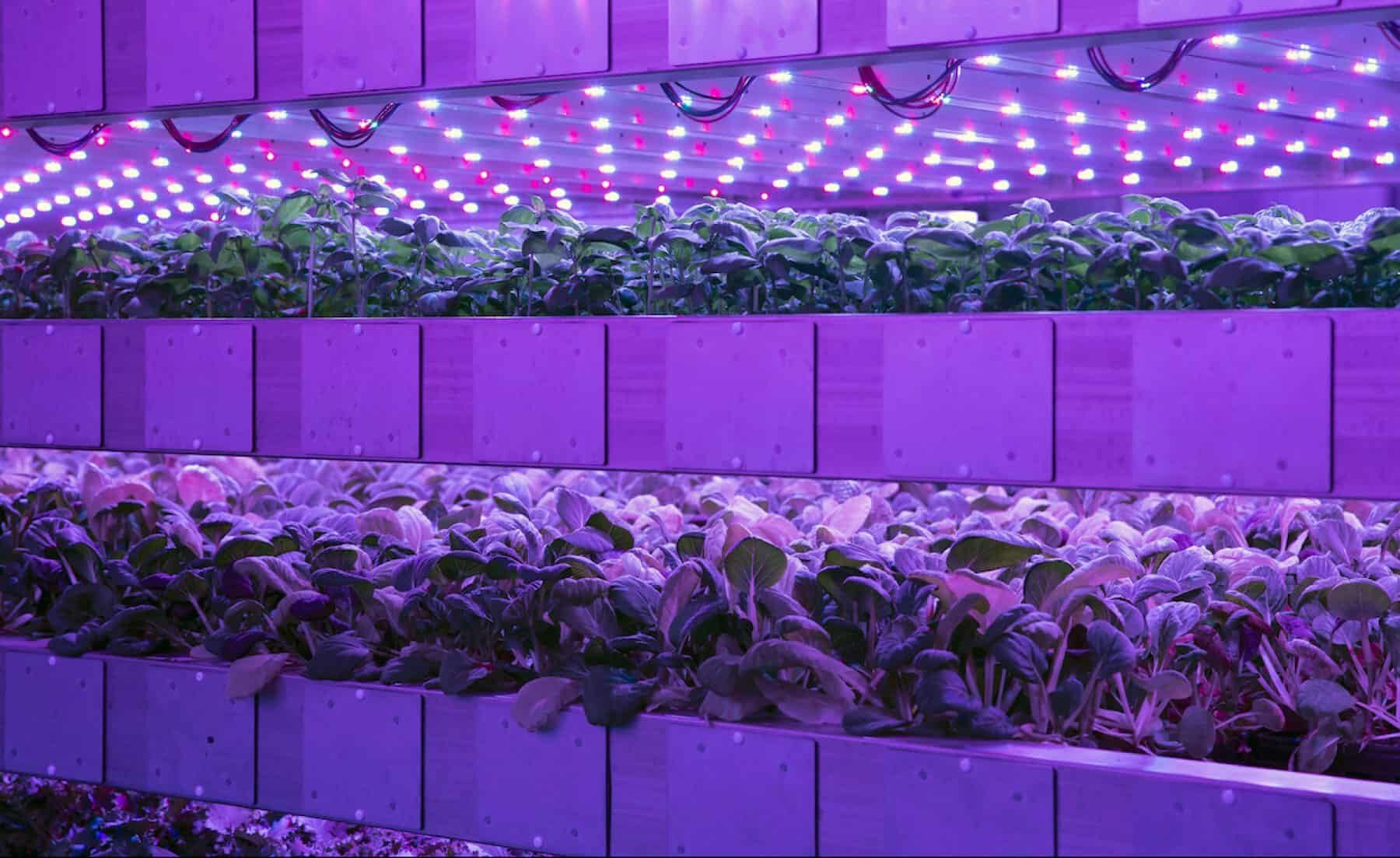 Image for Taste of the future? Vertical farming is finally growing up in the UK