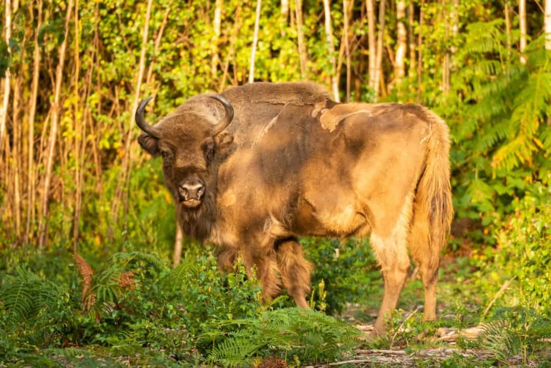 Image for Video: Bison roam England again for the first time in thousands of years