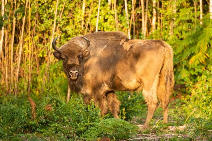 Image for Video: Bison roam England again for the first time in thousands of years