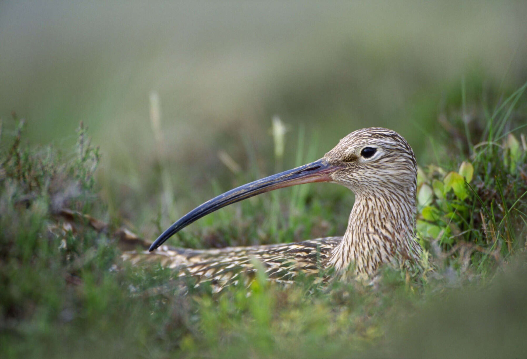 Image for Scottish community completes historic land buyout, and vows to rewild