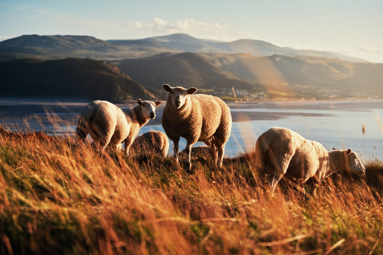 Image for What went right this week: ‘Historic’ law to turn Welsh farming sustainable, plus more