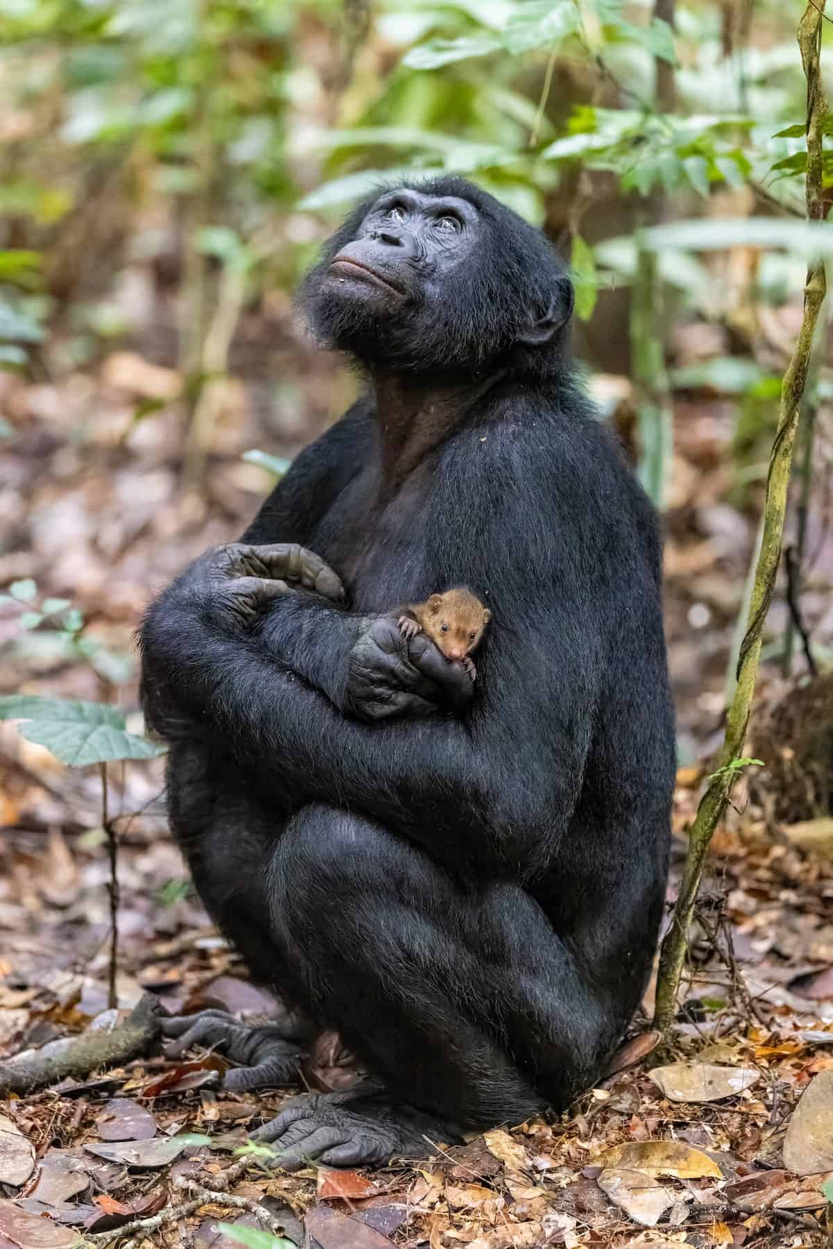 Wildlife Photographer of the Year 2022 - a peek at some of the entries ...