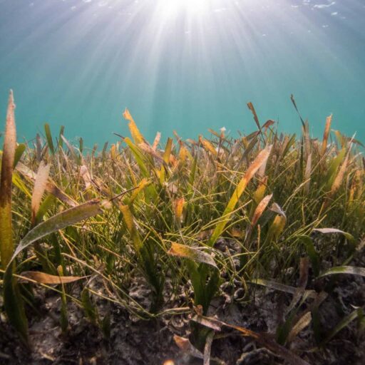 nature seagrass