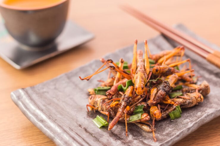 Image for Eating insects can be good for the planet – Europeans should eat more of them