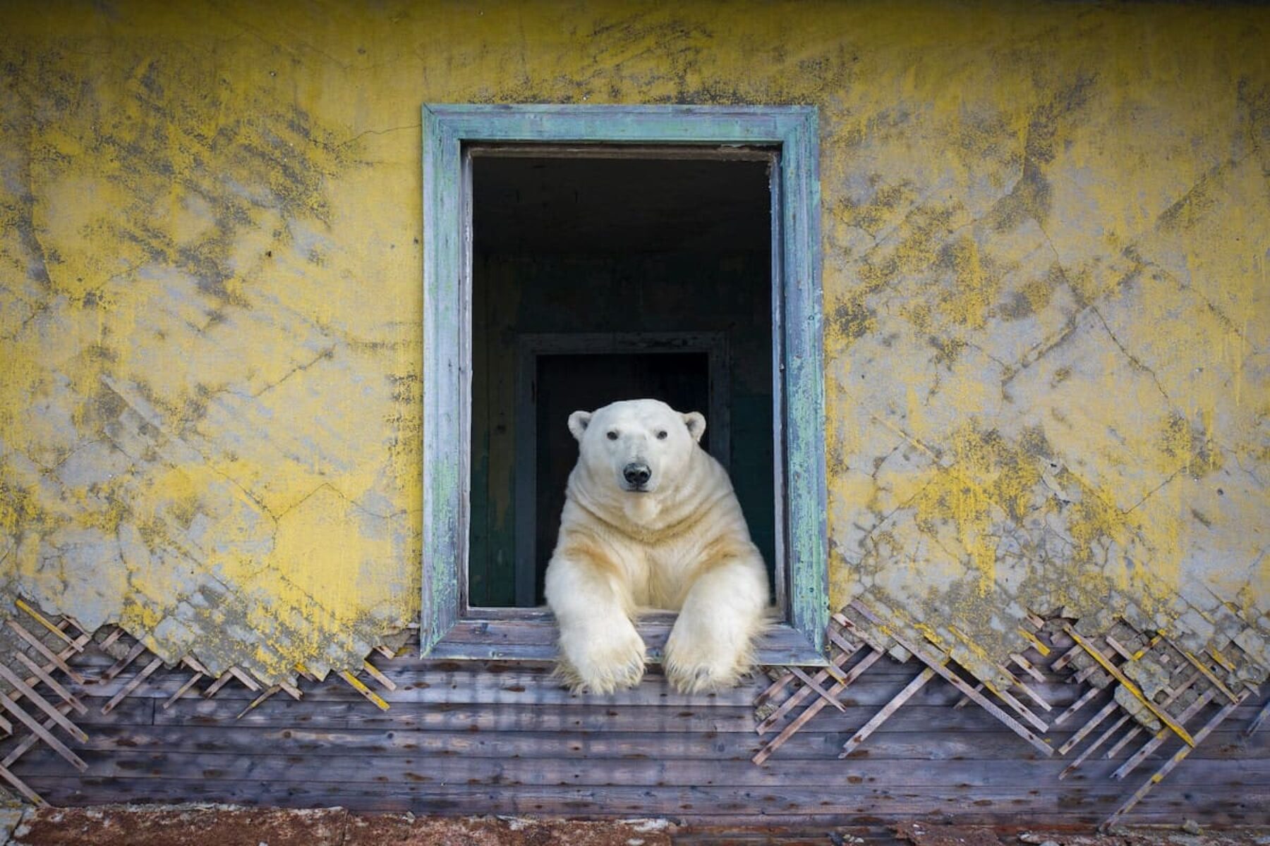 Image for Wildlife Photographer of the Year 2022 – a peek at some of the entries