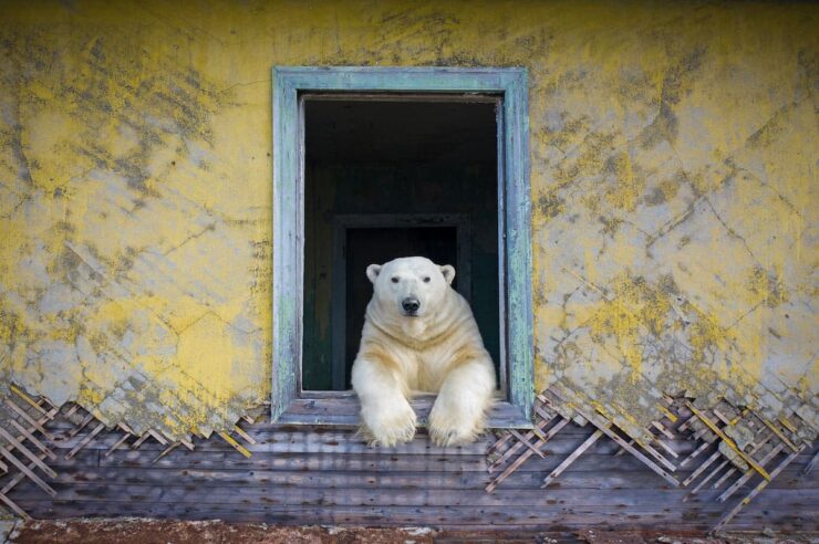 Image for Wildlife Photographer of the Year 2022 – a peek at some of the entries