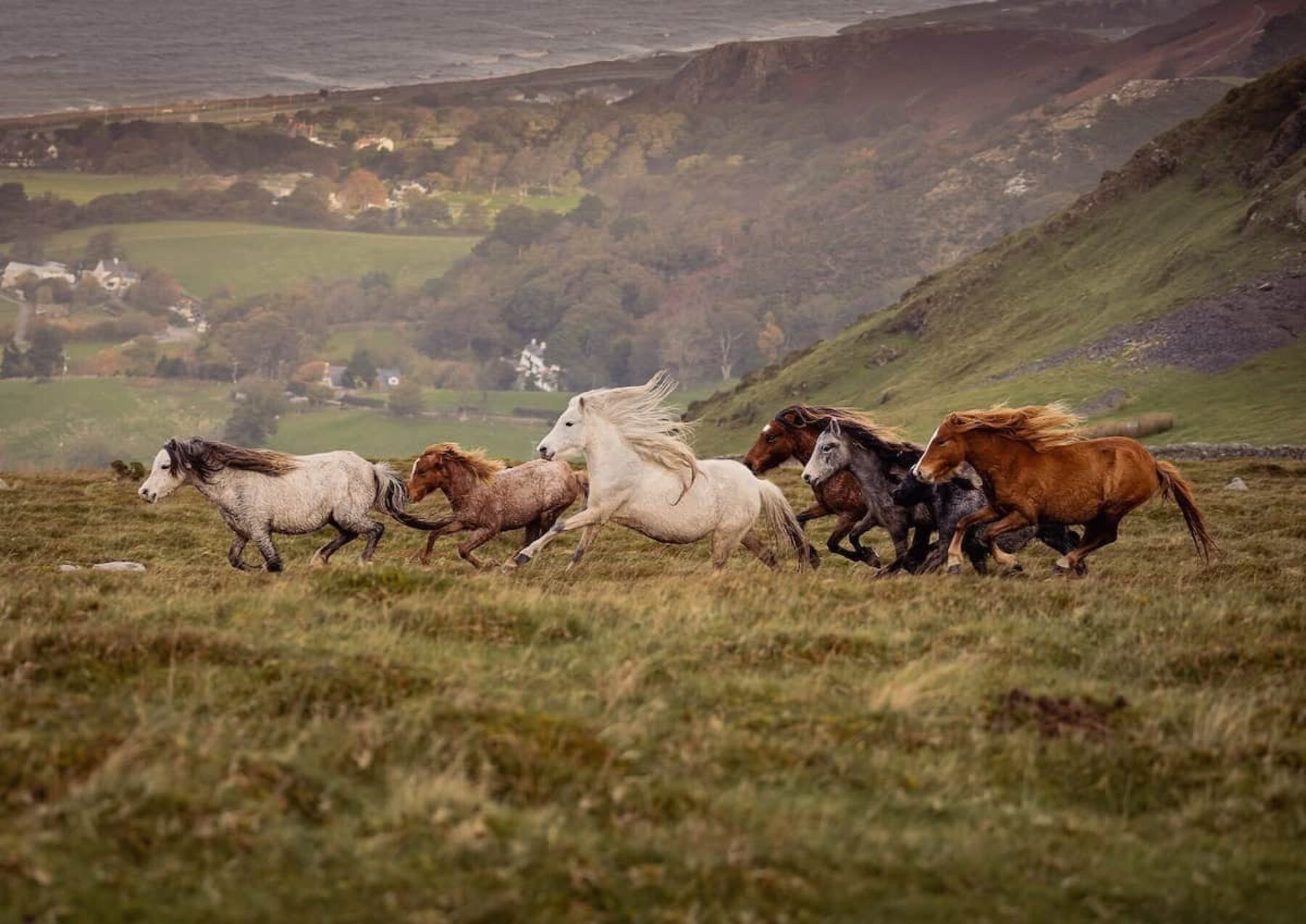 Image for Britain’s wildest ponies are the stars of an ancient autumn tradition