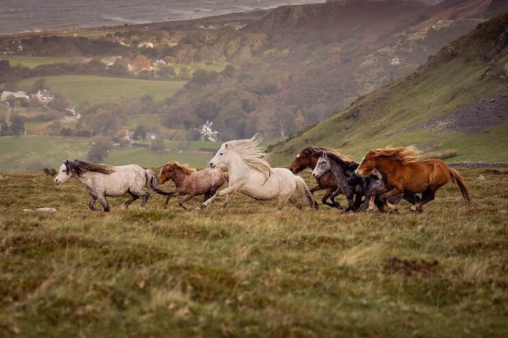 Image for Britain’s wildest ponies are the stars of an ancient autumn tradition