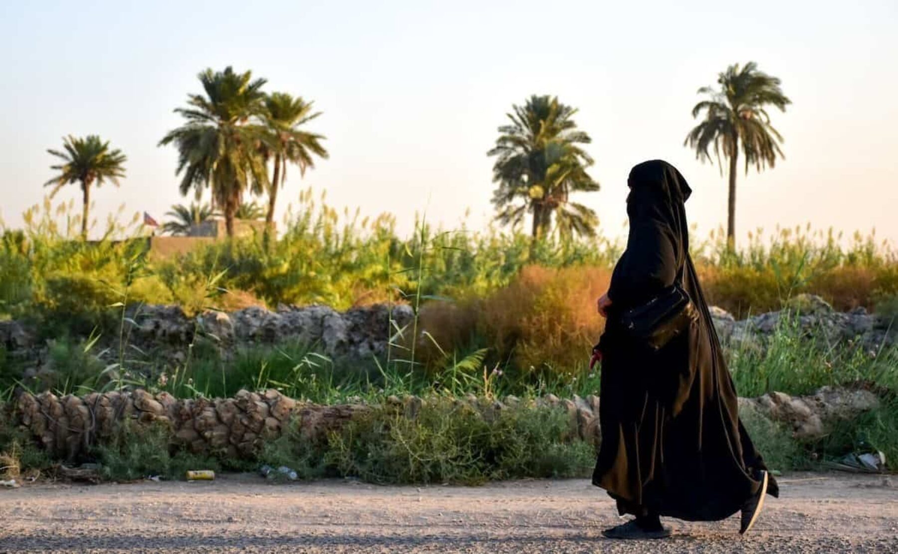 Image for Once ravaged by war, Iraq’s date palms are swaying once more