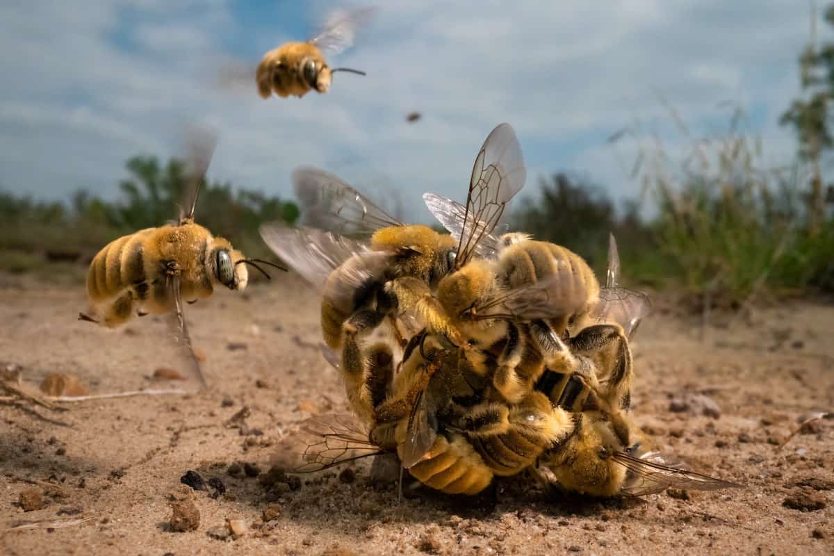 Tierfotografin 2022 > Karine Aigner fotografiert schwirrenden Bienenschwarm