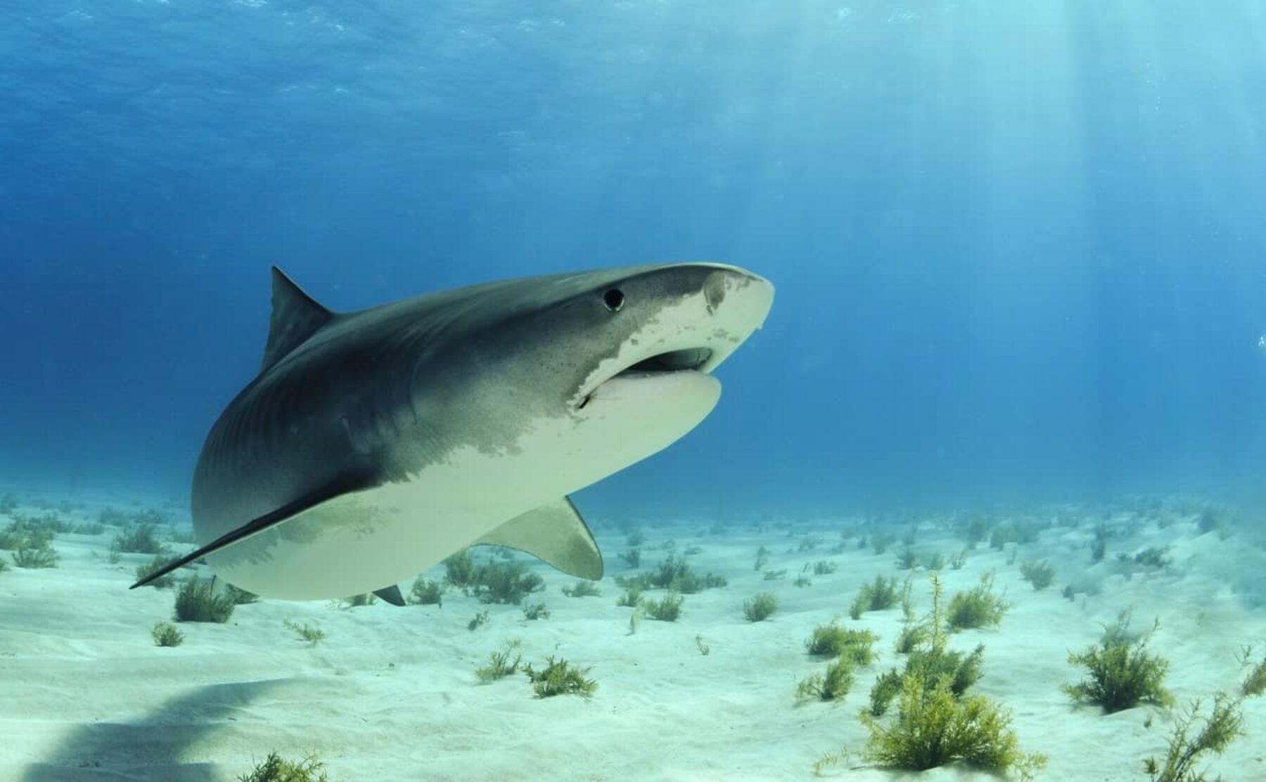 Image for What went right this week: a ‘historic’ move to protect sharks, plus more