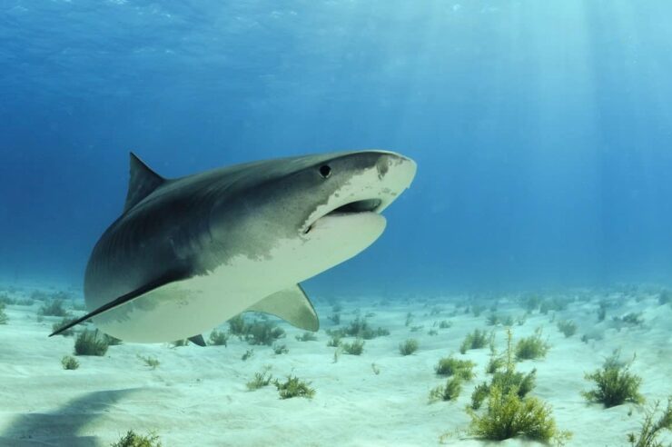 Image for What went right this week: a ‘historic’ move to protect sharks, plus more