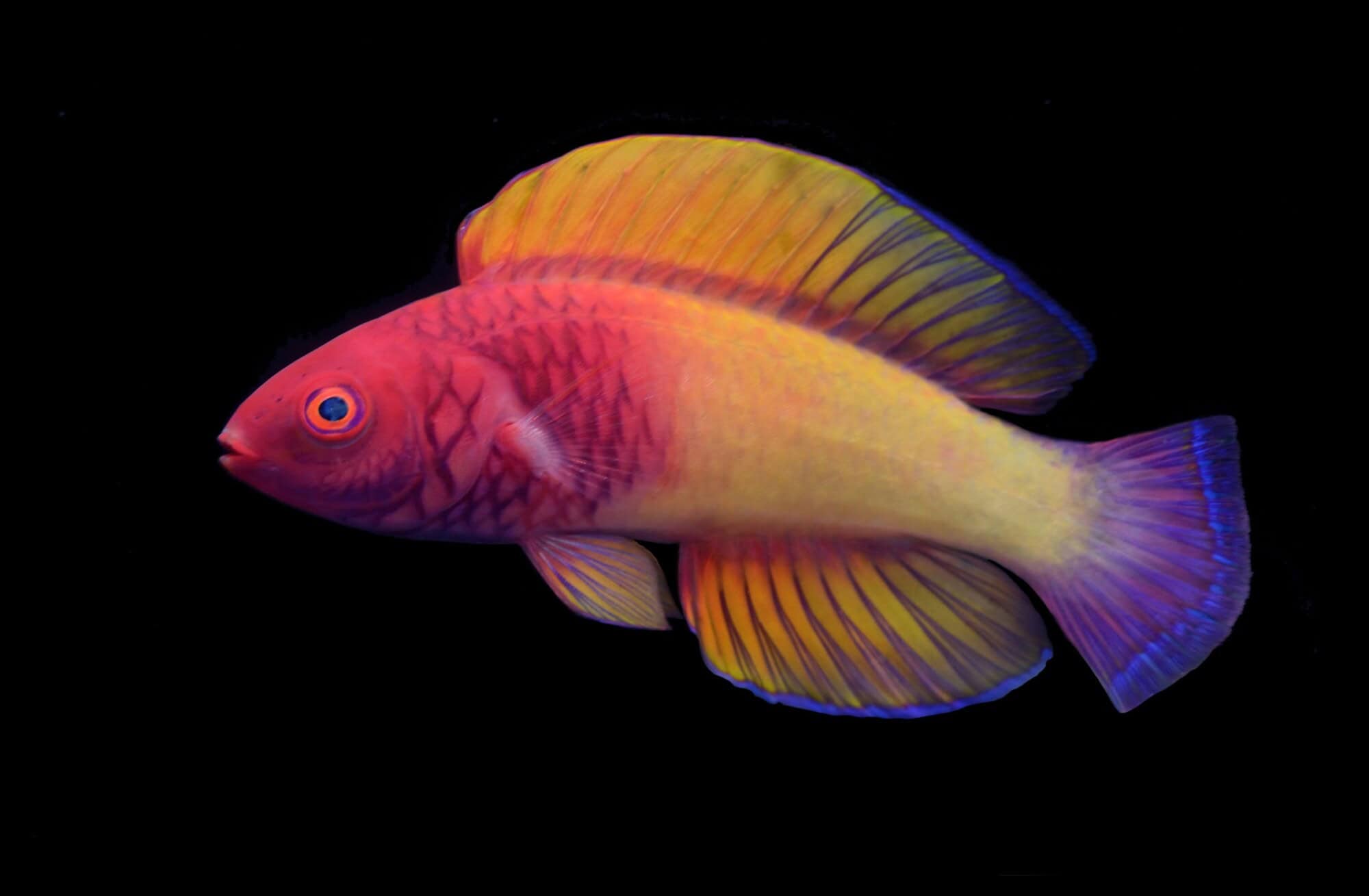 In pictures: 10 unusual species discoveries of 2022 - Positive News - Positive News In pictures: 10 unusual species discoveries of 2022 - Positive News - Positive News