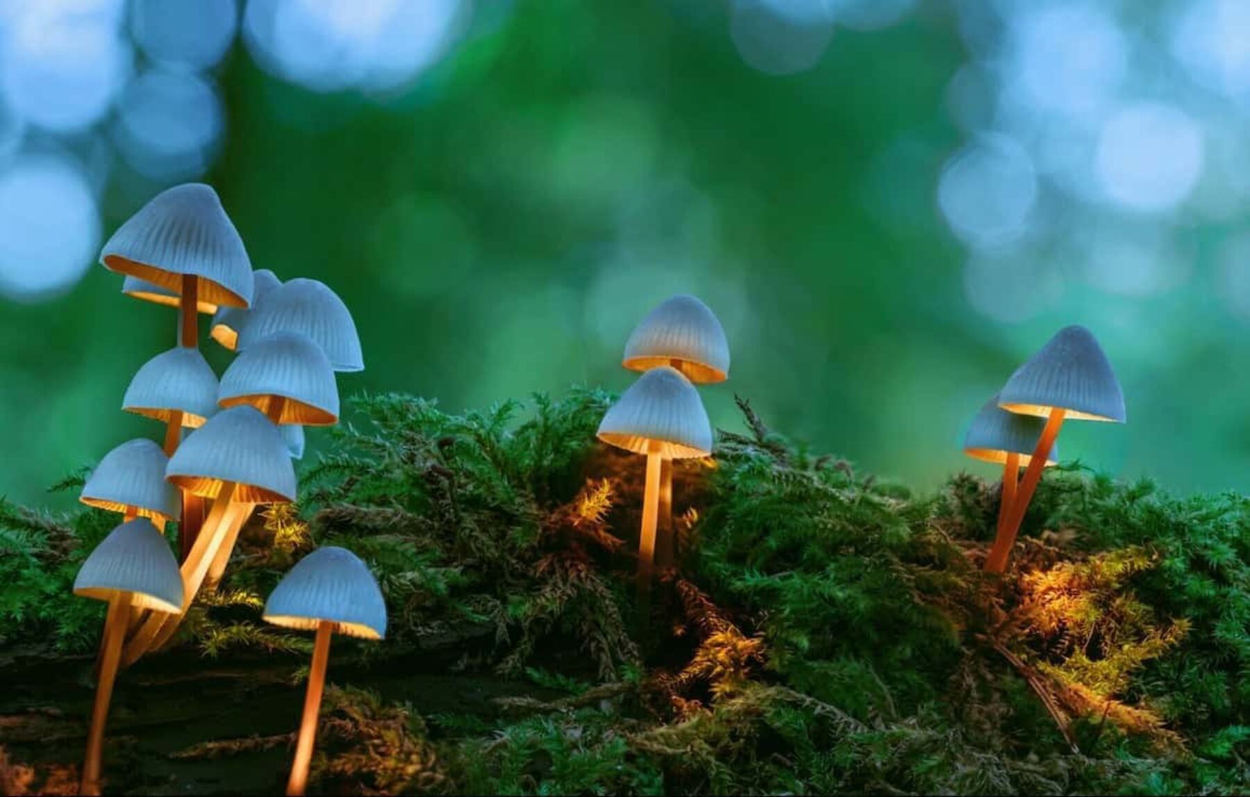 Image for What went right this week: psychedelics for mental health, plus more