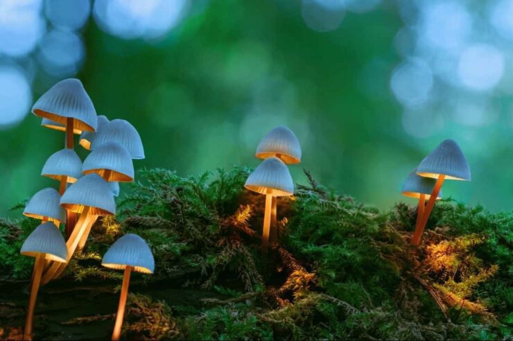 Image for What went right this week: psychedelics for mental health, plus more