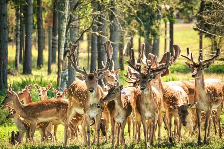 Image for Why England’s hospitals are putting venison on the menu