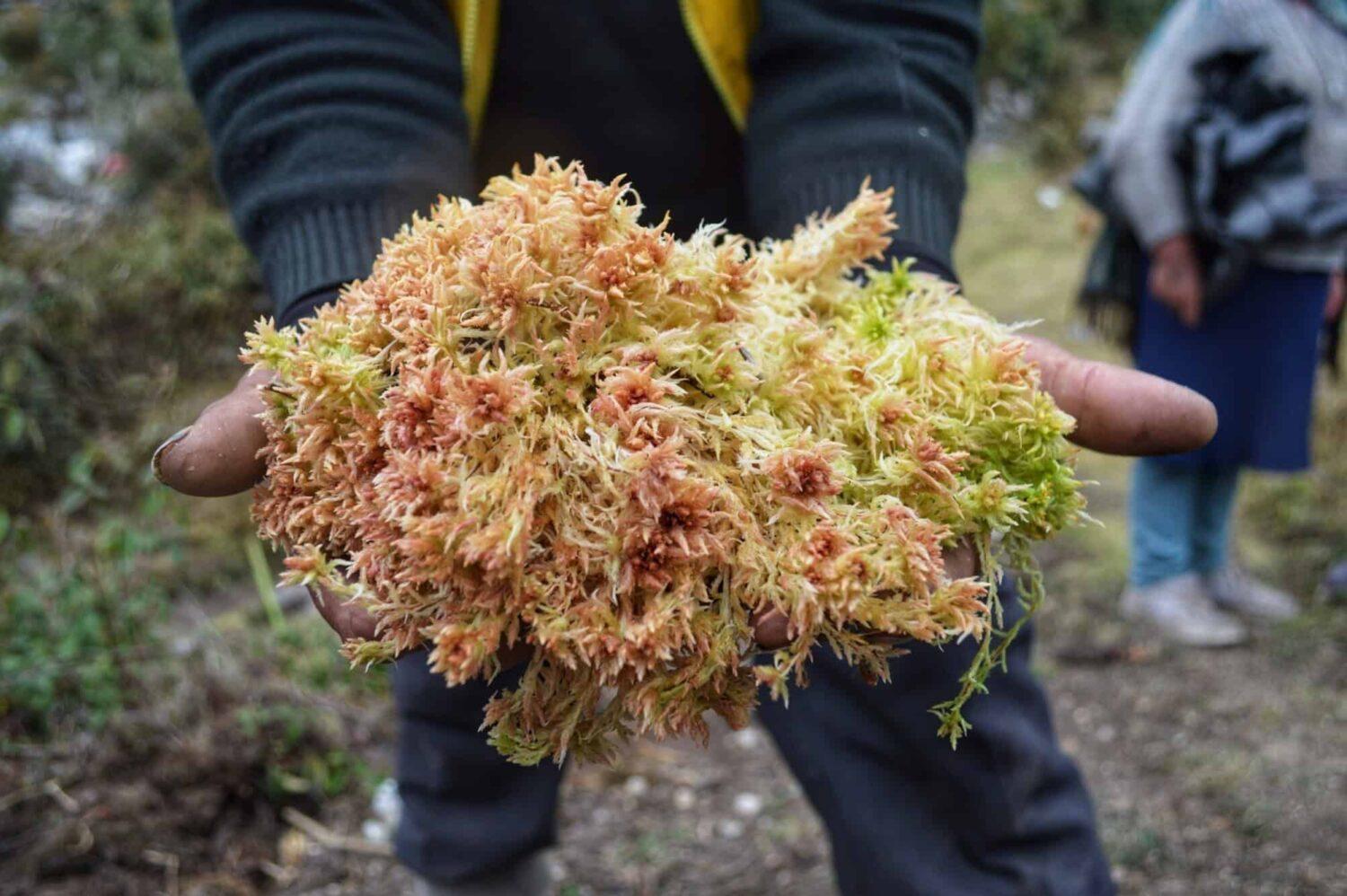 The magical moss helping women in rural Peru to become entrepreneurs -  Positive News