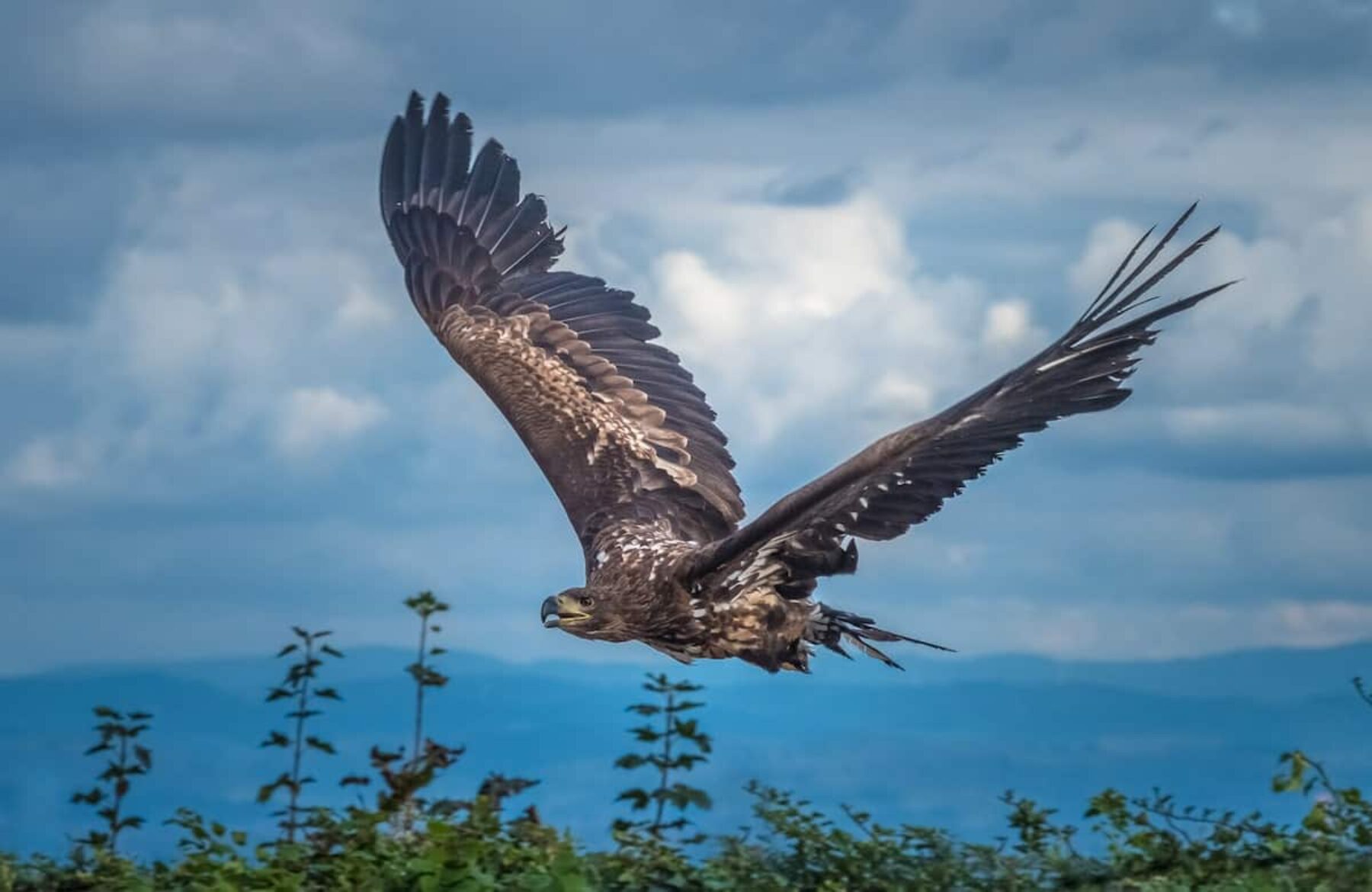 Image for The world’s first rewilding centre has opened in Scotland