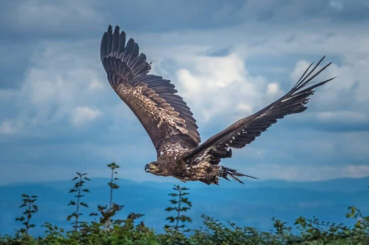 Image for The world’s first rewilding centre has opened in Scotland