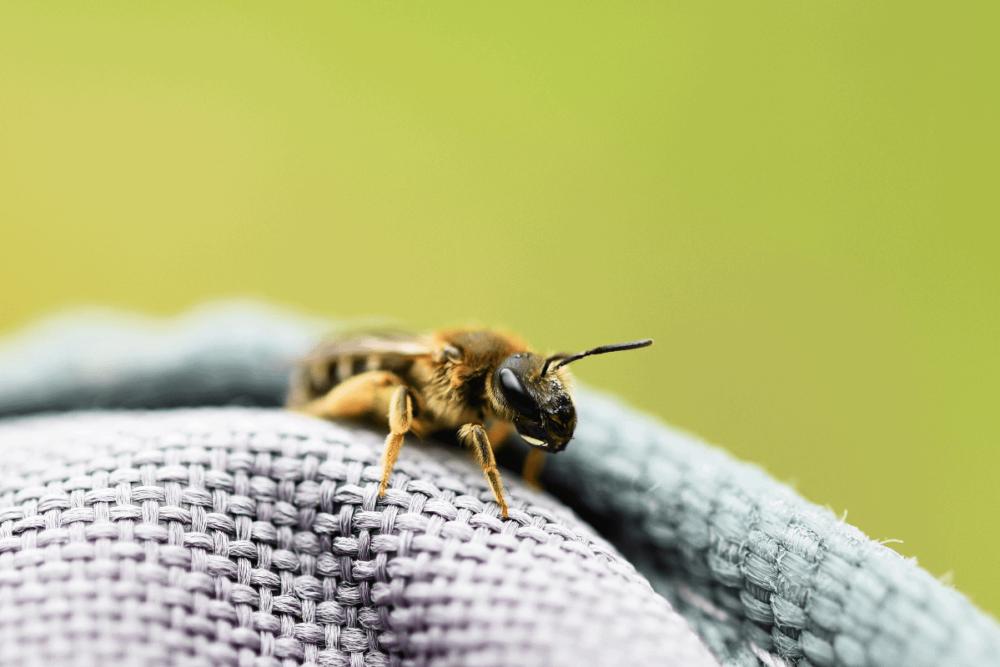 Orange-legged Furrow Bee - Solitary Bee