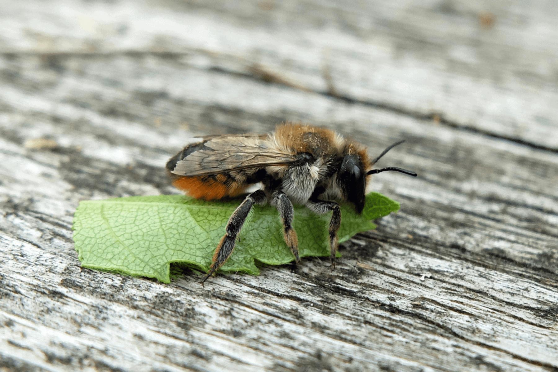 Image for Inside the world’s first native bee sanctuary (plus, how to really save bees)