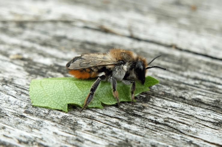 Image for Inside the world’s first native bee sanctuary (plus, how to really save bees)